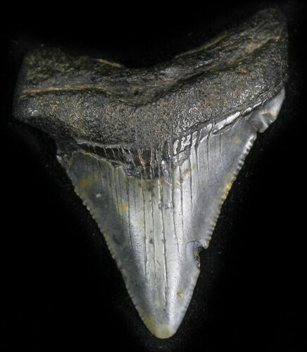 Chubutensis Tooth - Megalodon Ancestor #25373